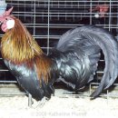 레드로즈 이미지