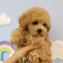 안녕 댕댕아 이미지