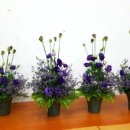 플로리스트&생활원예 이미지