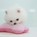 화이트포메라니안 이미지