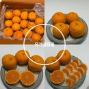 산지직송 카라향 감귤 맛집 유가얼음골 배송후기 알려드려요