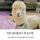 주식회사 테이블에이 고양이카페 | 송도가볼만한곳 테이블에이 앤 로우캣 인천 실내동물원 후기