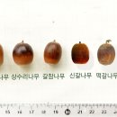 도토리남매