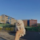 몽냥몽냥 이미지