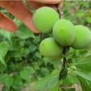 산밑집 농장 이미지
