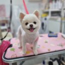 댕댕이모 이미지