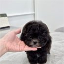 천안강아지분양 우리집퍼피 천안아산본점 (하이도그) 이미지