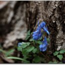 들꽃나라 이미지