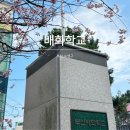 정원센텀스카이 | 카와즈벚꽃 개화시기 뜻 한국 위치 부산 배화학교 가볼만한 곳