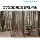 편백나무숲 | 성주산자연휴양림 편백나무 산림욕 그리고 계곡 물놀이