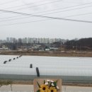 페이퍼플라워 주름지 해바라기 액자 이미지