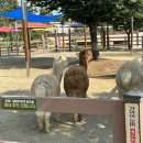 백우목장 이미지