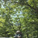 260802-064 남원 와운마을 천년송 730m 이미지