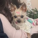 분당밝은아이동물병원 이미지