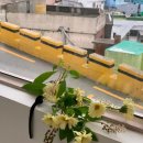 풀레트