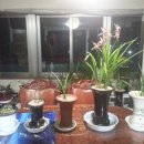 난꽃민박 이미지