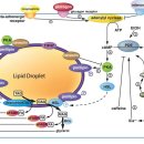 Re:Re:Regulation of Lipolysis in Adipocytes 이미지