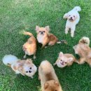 화성사슴농장 이미지