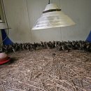 소매농장 이미지