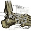 제2장 발의 신체역학적 구조와 기능 - 1. 발과 발목의 해부학적 구조 - 1.5 인대(Ligament) 이미지