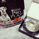 뷰티 앤 도그쇼 | 프로플랜 센서티브 스킨 앤 스터먹 어덜트 사료 후기