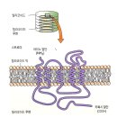 광합성- 엽록체(독자적인 DNA, RNA, 리보솜을 가짐) 이미지