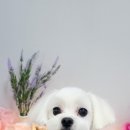 아름답개 이미지