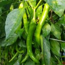 정애농장 이미지