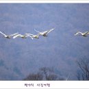 백조 이미지