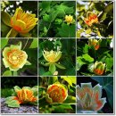 8월 17일의 탄생화 : 튤립나무(Tulip Tree) 이미지