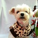 서구애견센타 이미지