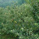 헤브론농장 이미지