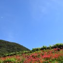용천사~불갑사 황홀한 꽃무릇길 풍경 이미지