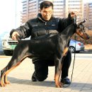 골드애견 이미지