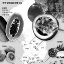 둥지과일
