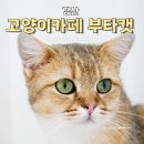 개냥이아울렛 | 경산 부타캣 고양이카페 데이트코스