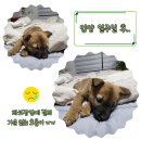 익산산업동물병원 이미지