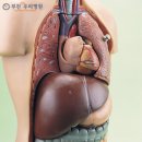 원주건강나라 이미지