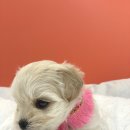 엔젤인독스 이미지