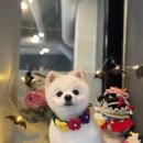 호텔스 컴도그 이미지