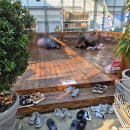 세븐일레븐 용인남사중앙점 | 용인 남사화훼단지 에삐플라워아울렛, 봄이 왔으니 구경가기 좋은 식물쇼핑 성지