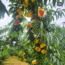 초록마을강릉교동점 | 요정님과 늦가을 전주나들이 - 2. 삼천동 막걸리집과 전주한옥마을 맛집들