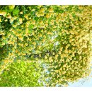 건들바위네거리 이미지