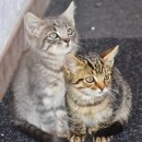 개청순한고양이 이미지