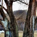 춘천시남면가정보건진료소 | 춘천 남면 가정리 은행나무