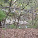 계곡과소나무 캠핑장 | [영월캠핑장] 소나무와 계곡 캠핑장 후기