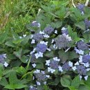 한라산천연보호구역 | 산행일지 &#39;25.8.16.(토) 한라산천연보호구역