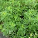 이상한 식물나라 이미지