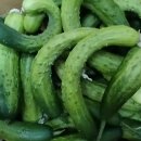 어제 유기농농장에서 오이ㆍ취나물ㆍ토마토 한보따리로 부자됐어요 이미지