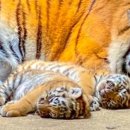 국립공원공단 국립공원야생생물보전원 북부보전센터 이미지